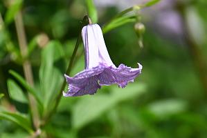 2025-06169002 Acton Arboretum, MA